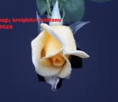 Studijos 37060763626-0