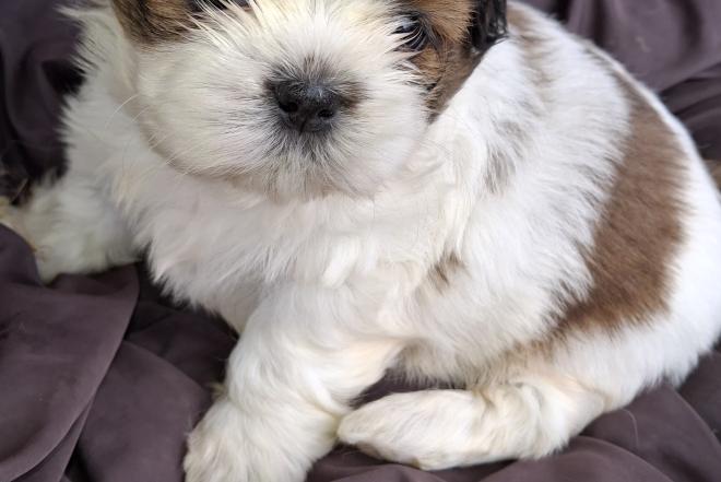 Grynakraujai Shih Tzu šuniukai-0