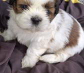 Grynakraujai Shih Tzu šuniukai-0