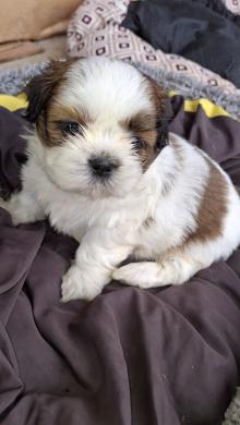 Grynakraujai Shih Tzu šuniukai-0
