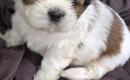 Grynakraujai Shih Tzu šuniukai-0