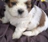 Grynakraujai Shih Tzu šuniukai-0