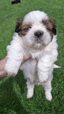 Grynakraujai Shih Tzu šuniukai-1