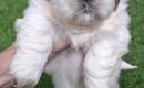 Grynakraujai Shih Tzu šuniukai-1