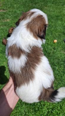 Grynakraujai Shih Tzu šuniukai-2