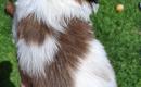 Grynakraujai Shih Tzu šuniukai-2