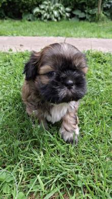 Grynakraujai Shih Tzu šuniukai-3