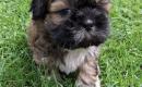 Grynakraujai Shih Tzu šuniukai-3