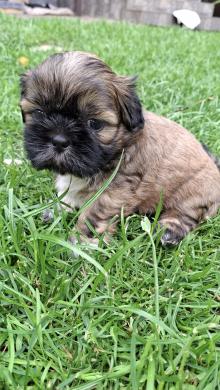 Grynakraujai Shih Tzu šuniukai-4