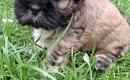 Grynakraujai Shih Tzu šuniukai-4