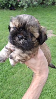 Grynakraujai Shih Tzu šuniukai-5