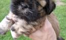 Grynakraujai Shih Tzu šuniukai-5