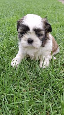 Grynakraujai Shih Tzu šuniukai-6