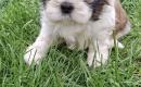 Grynakraujai Shih Tzu šuniukai-6