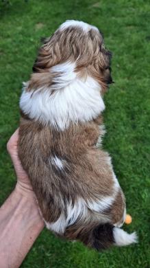 Grynakraujai Shih Tzu šuniukai-7