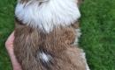Grynakraujai Shih Tzu šuniukai-7