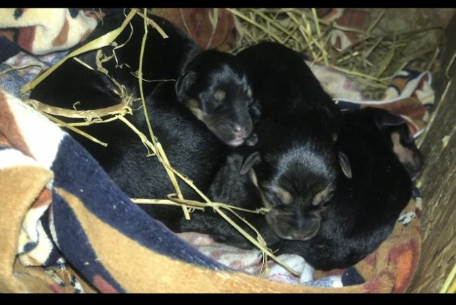 Dovanojame vokiečių jagdterijero mišrūnus-0