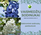 Prekyba, obelų, vyšnių, slyvų, trešnių, persikų, kriaušių, abrikosų, šilauogių sodinukais-0