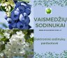 Prekyba, obelų, vyšnių, slyvų, trešnių, persikų, kriaušių, abrikosų, šilauogių sodinukais-0
