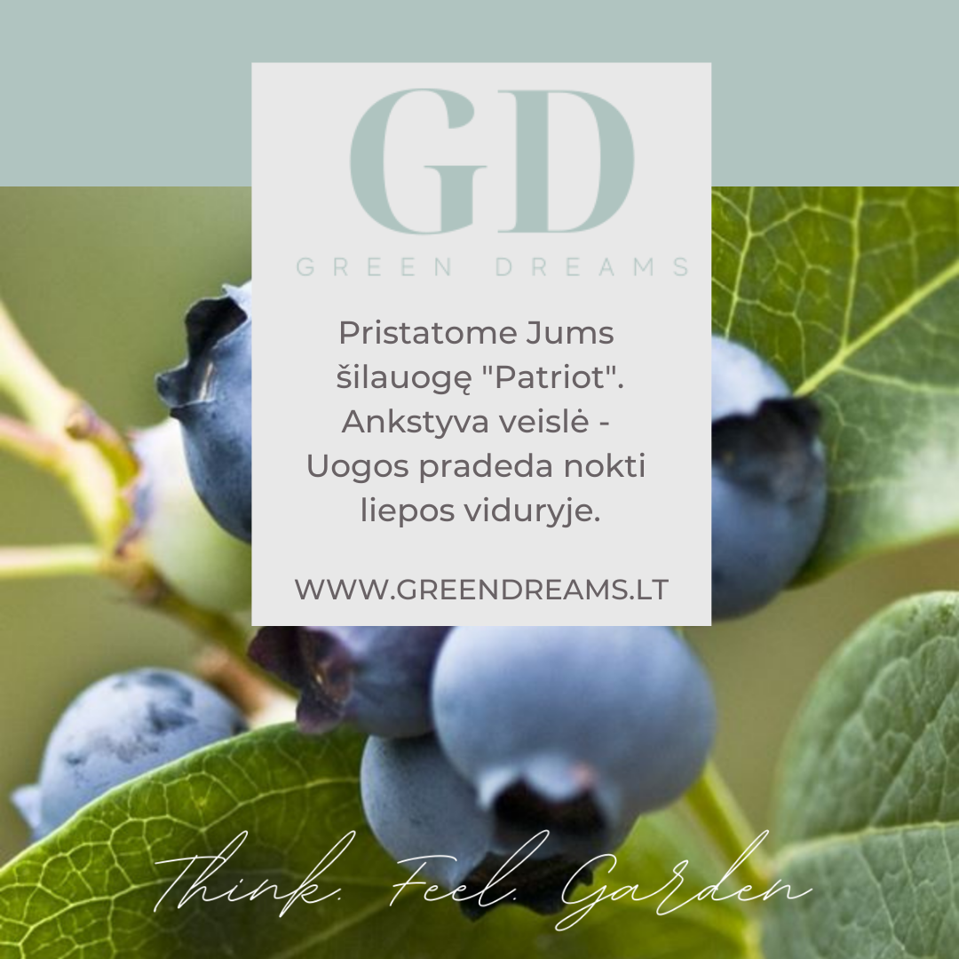 PARDUODAME ŠILAUOGIŲ SODINUKUS “PATRIOT” EL. PARDUOTUVĖJE “GREEN DREAMS LT”-0
