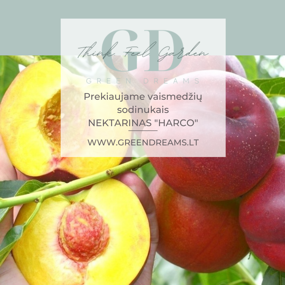 PARDUODAME VAISMEDŽIŲ SODINUKUS: TREŠNĖS, VYŠNIA, ABRIKOSAI, NEKTARINAI, SLYVA, AKTINIDIJA el. parduotuvėje www.Greendreams.lt-0