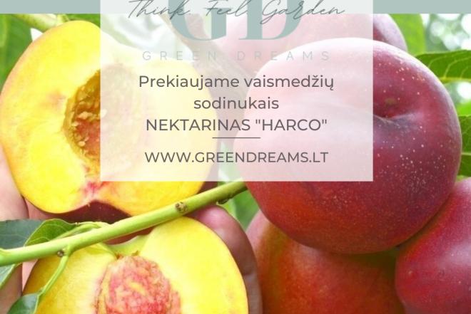 PARDUODAME VAISMEDŽIŲ SODINUKUS: TREŠNĖS, VYŠNIA, ABRIKOSAI, NEKTARINAI, SLYVA, AKTINIDIJA el. parduotuvėje www.Greendreams.lt-0