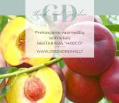 PARDUODAME VAISMEDŽIŲ SODINUKUS: TREŠNĖS, VYŠNIA, ABRIKOSAI, NEKTARINAI, SLYVA, AKTINIDIJA el. parduotuvėje www.Greendreams.lt-0