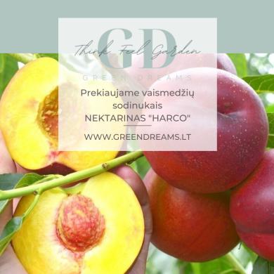 PARDUODAME VAISMEDŽIŲ SODINUKUS: TREŠNĖS, VYŠNIA, ABRIKOSAI, NEKTARINAI, SLYVA, AKTINIDIJA el. parduotuvėje www.Greendreams.lt-0