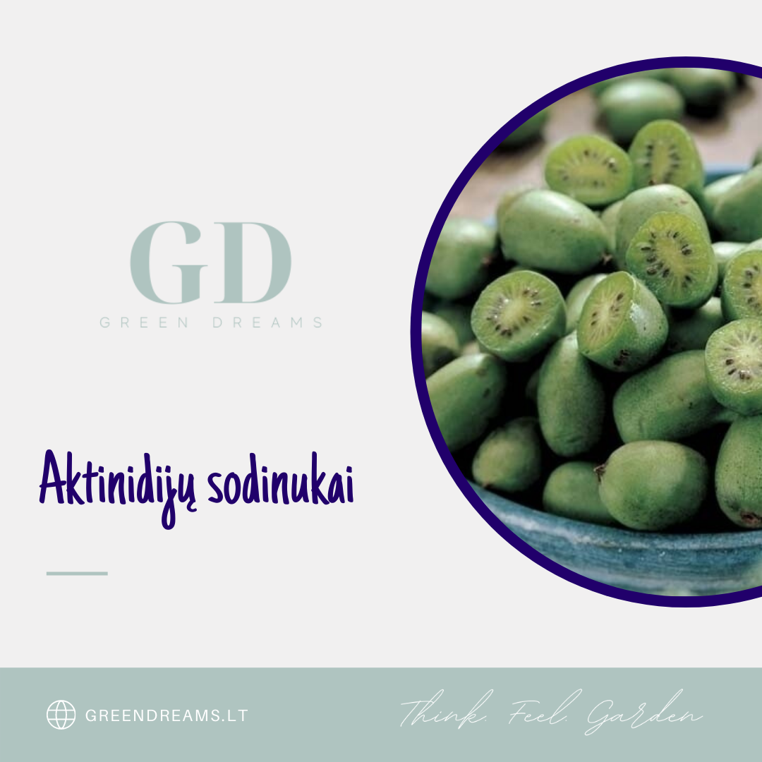 EL. PARDUOTUVĖ “GREEN DREAMS LT” PARDUODA AKTINIDIJŲ SODINUKUS-0