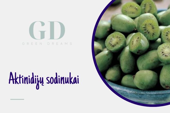 EL. PARDUOTUVĖ “GREEN DREAMS LT” PARDUODA AKTINIDIJŲ SODINUKUS-0
