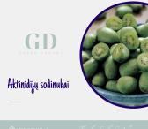 EL. PARDUOTUVĖ “GREEN DREAMS LT” PARDUODA AKTINIDIJŲ SODINUKUS-0