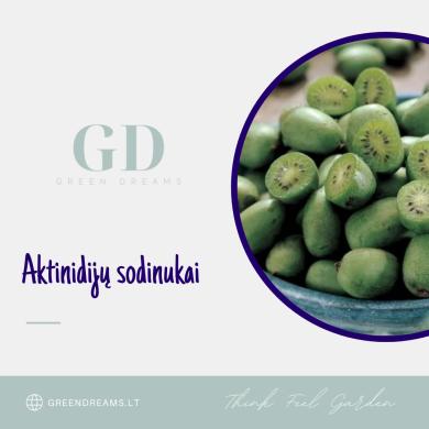 EL. PARDUOTUVĖ “GREEN DREAMS LT” PARDUODA AKTINIDIJŲ SODINUKUS-0