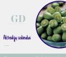 EL. PARDUOTUVĖ “GREEN DREAMS LT” PARDUODA AKTINIDIJŲ SODINUKUS-0