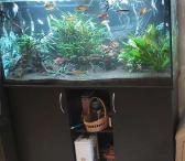 Akvariumas 288 l su spintele-0