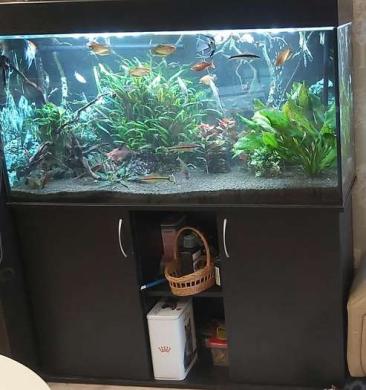 Akvariumas 288 l su spintele-0