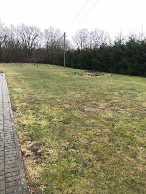 40 arų ploto vejos atnaujinimas-0