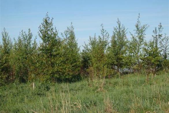 Parduodami 2 namu valdos sklypai po 12a. Plungeje, Luknos g.-0