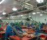 DARBAS VOKIETIJOJE MESOS FABRIKE SKUBUS ISVYKIMAS-0