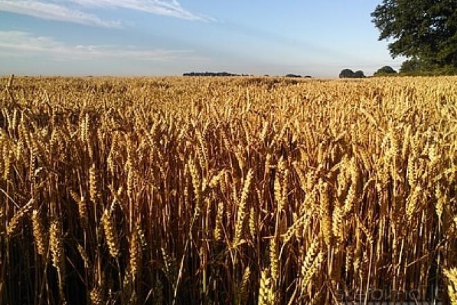 Išnuomojamas 7,3ha žemės ūkio sklypas Ukmergės raj.-0