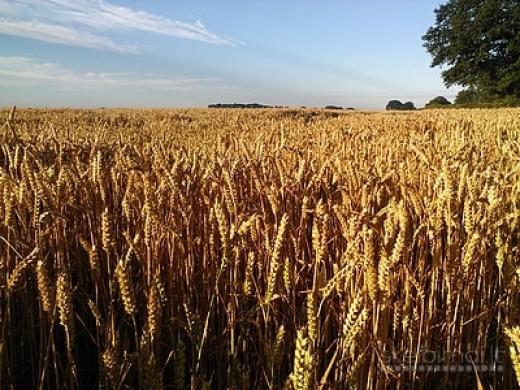 Išnuomojamas 7,3ha žemės ūkio sklypas Ukmergės raj.-0
