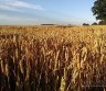 Išnuomojamas 7,3ha žemės ūkio sklypas Ukmergės raj.-0