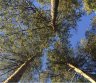 Brangiai ir visoje Lietuvoje perkame mišką-0