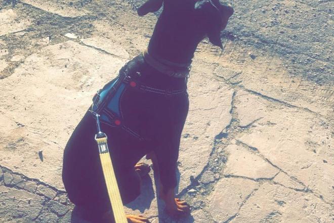 Dobermanas-0