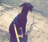 Dobermanas-0