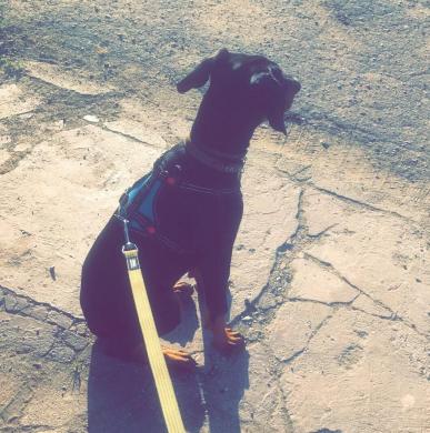 Dobermanas-0