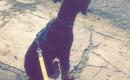 Dobermanas-0