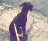 Dobermanas-0
