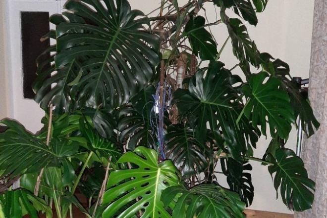 Nuostabioji Monstera-0
