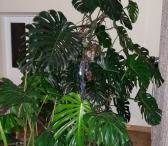 Nuostabioji Monstera-0