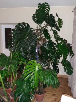Nuostabioji Monstera-0